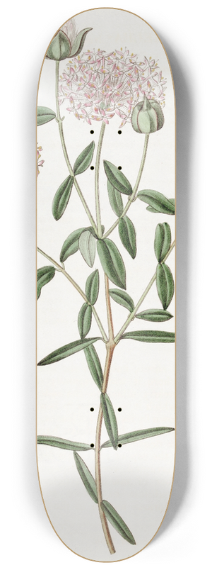 Sydenham Edwards - Long-stalked Pimelea 8.25 inch art skate deck