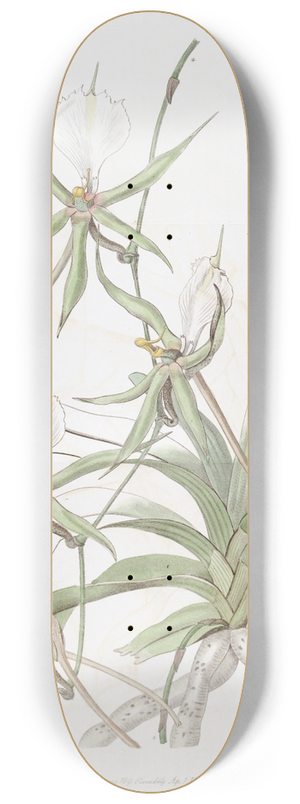 Sydenham Edwards - Long-tailed Angraecum 8.25 inch art skate deck