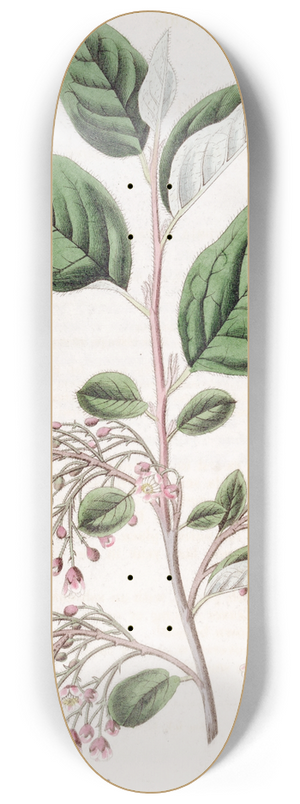 Sydenham Edwards - Loose-clustered Cotoneaster 8.25 inch art skate deck