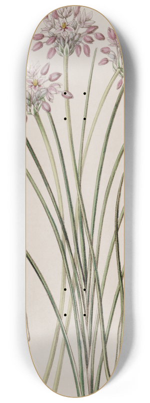 Sydenham Edwards - Loose-flowered Sowerbaea 8.25 inch art skate deck