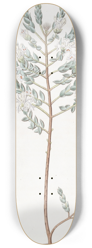 Sydenham Edwards - Lowly Pimelea 8.25 inch art skate deck