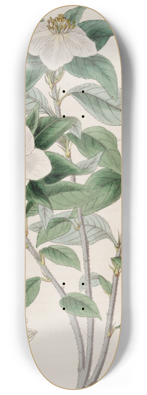 Sydenham Edwards - Medlar-like Lindleya 8.25 inch art skate deck