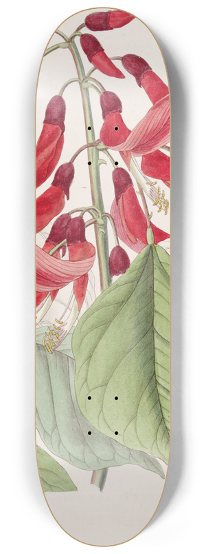 Sydenham Edwards - Mr. Bidwills Erythrina 8.25 inch art skate deck