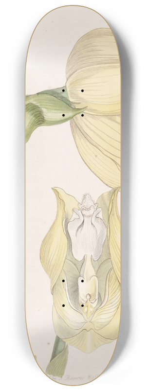 Sydenham Edwards - Mr. Clowess Anguloa 8.25 inch art skate deck