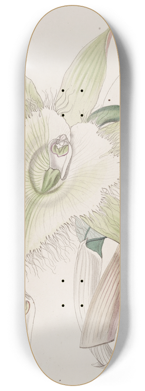Sydenham Edwards - Mr. Digbys Brasavola 8.25 inch art skate deck
