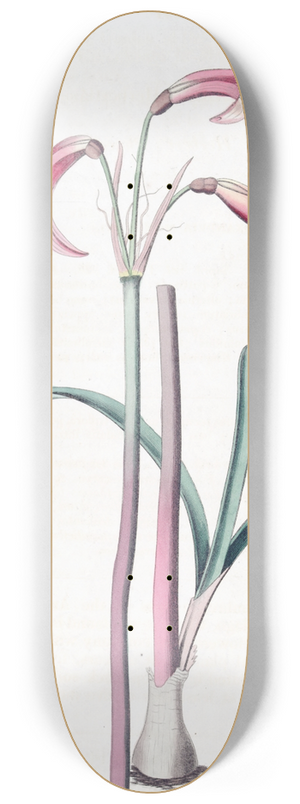 Sydenham Edwards - Mr. Herberts Phycella 8.25 inch art skate deck