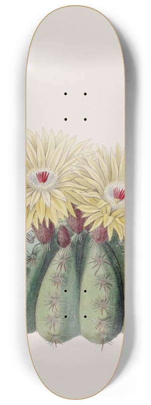 Sydenham Edwards - Mr. Ottos Spiny Cactus 8.25 inch art skate deck