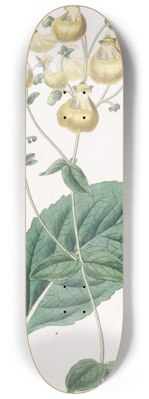 Sydenham Edwards - Mr. W. Herberts Calceolaria 8.25 inch art skate deck