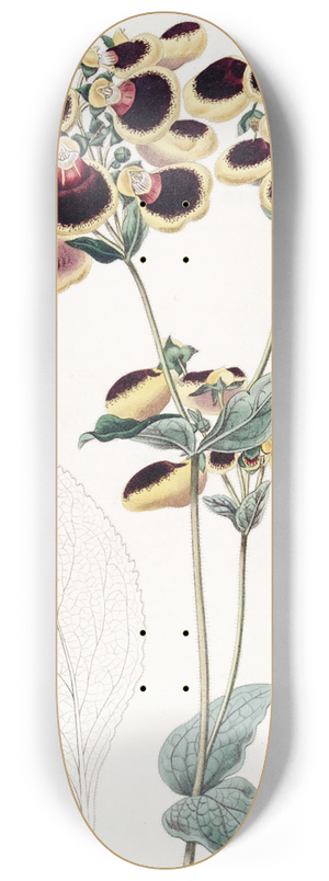 Sydenham Edwards - Mr. Youngs Calceolaria 8.25 inch art skate deck