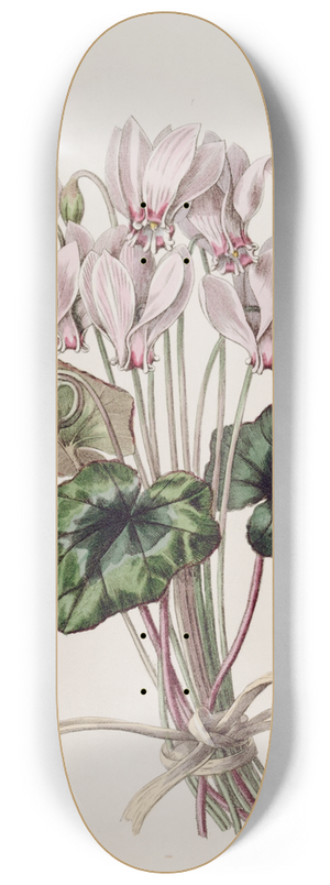 Sydenham Edwards - Neapolitan Cyclamen 8.25 inch art skate deck