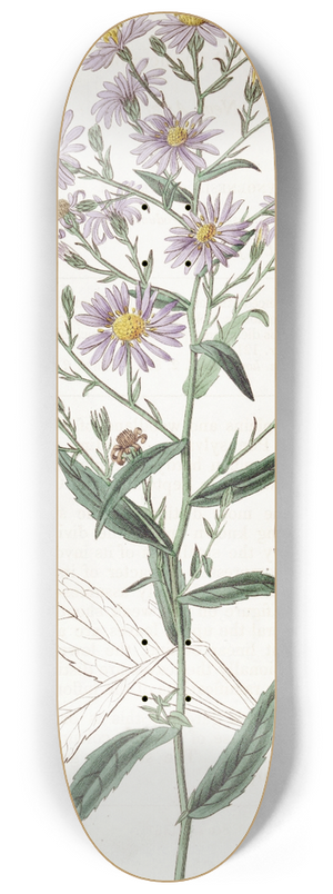 Sydenham Edwards - Neat Aster 8.25 inch art skate deck