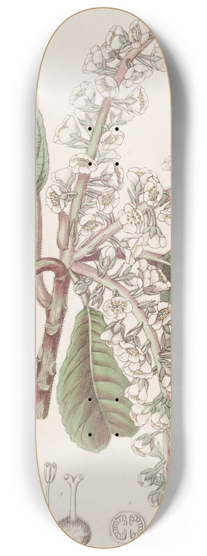 Sydenham Edwards - Oak-leaved Clethra 8.25 inch art skate deck