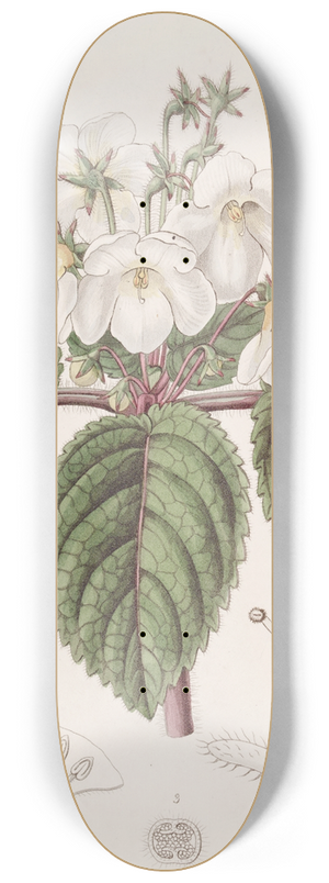 Sydenham Edwards - Oblong Snow-wort 8.25 inch art skate deck
