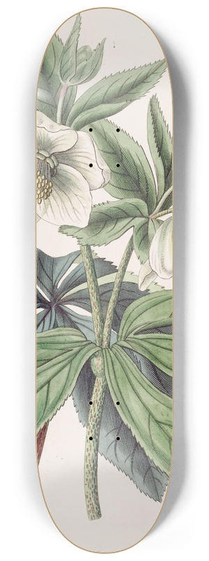 Sydenham Edwards - Olympian Hellebore 8.25 inch art skate deck