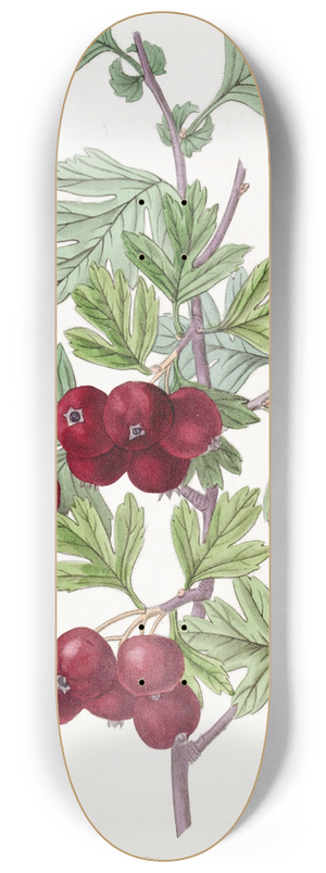 Sydenham Edwards - Oriental Hawthorn 8.25 inch art skate deck