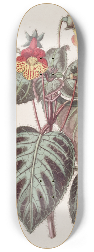 Sydenham Edwards - Painted Achimenes 8.25 inch art skate deck