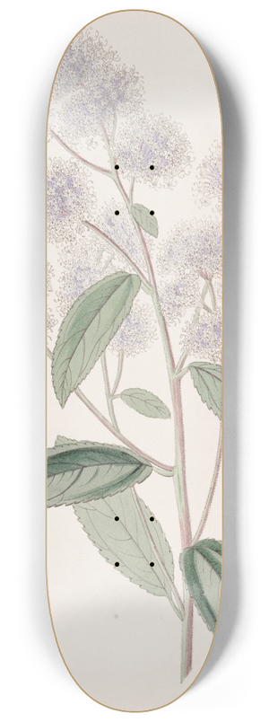 Sydenham Edwards - Pale-flowered Ceanothus 8.25 inch art skate deck