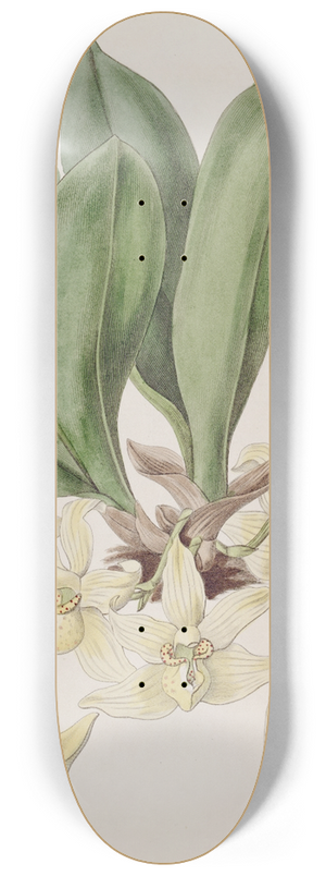 Sydenham Edwards - Pale Stenia 8.25 inch art skate deck