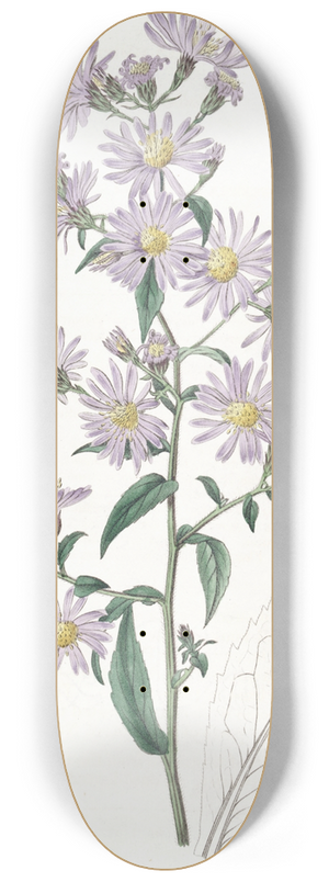 Sydenham Edwards - Pallid Aster 8.25 inch art skate deck