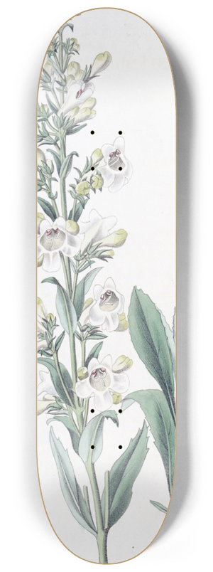 Sydenham Edwards - Parched Pentstemon 8.25 inch art skate deck