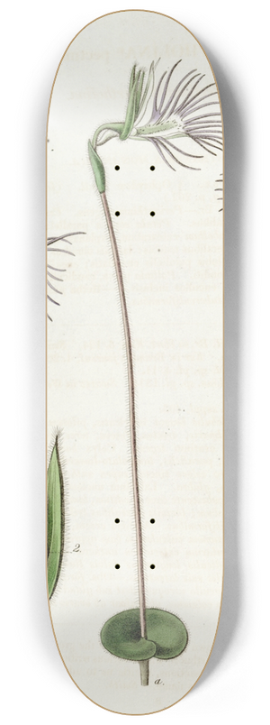 Sydenham Edwards - Pectinated Bartholina 8.25 inch art skate deck