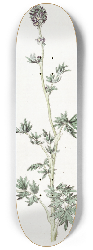 Sydenham Edwards - Pinnatifid Acaena 8.25 inch art skate deck