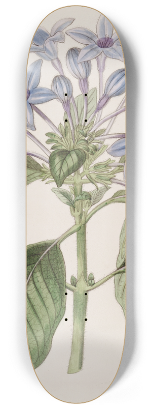 Sydenham Edwards - Porcelain blue Hindsia 8.25 inch art skate deck