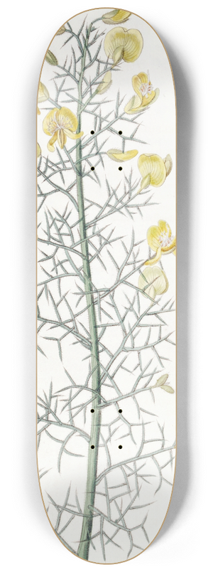 Sydenham Edwards - Portuguese Furze 8.25 inch art skate deck