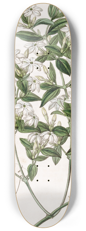 Sydenham Edwards - Privet-leaved Jasmine 8.25 inch art skate deck