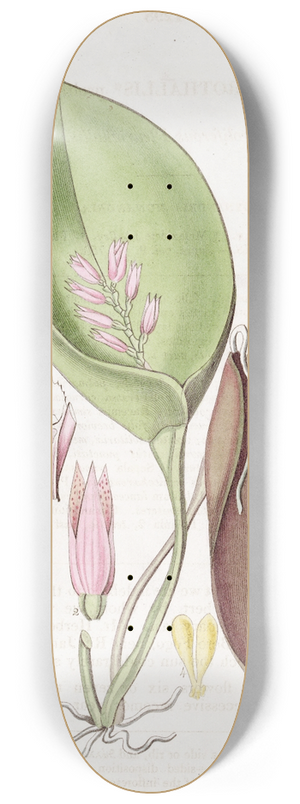 Sydenham Edwards - Proliferous Pleurothallis 8.25 inch art skate deck