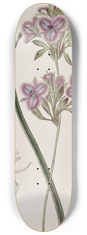 Sydenham Edwards - Proliferous Thysanotus 8.25 inch art skate deck