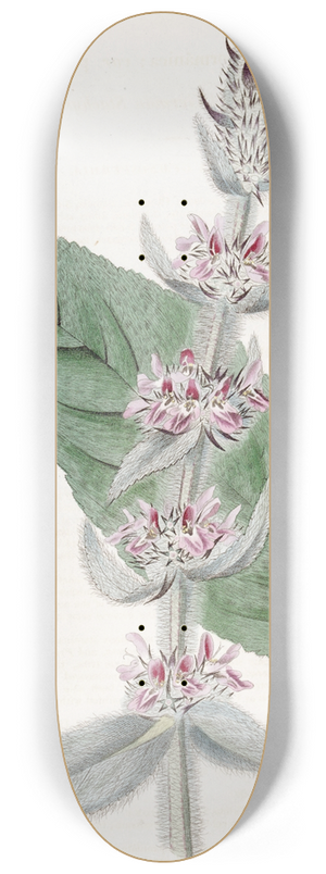 Sydenham Edwards - Pubescent German Stachys 8.25 inch art skate deck
