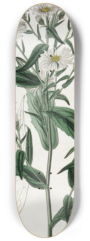 Sydenham Edwards - Pure-white Lofty Aster 8.25 inch art skate deck