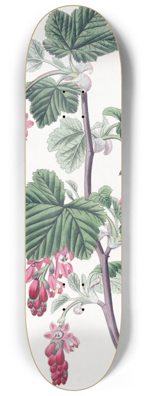 Sydenham Edwards - Purple-flowered Currant 8.25 inch art skate deck