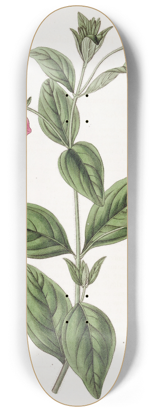 Sydenham Edwards - Purple Petunia 8.25 inch art skate deck