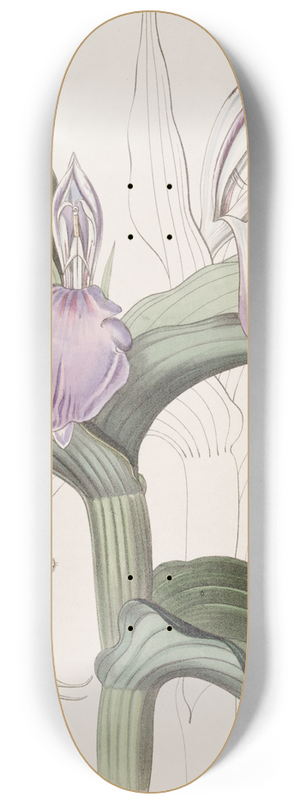 Sydenham Edwards - Purple Roscoea 8.25 inch art skate deck