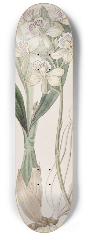 Sydenham Edwards - Ray-flowered Epidendrum 8.25 inch art skate deck