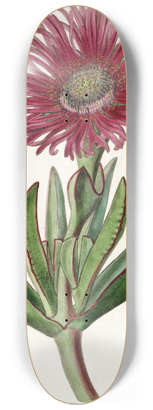 Sydenham Edwards - Red-edged Fig Marigold 8.25 inch art skate deck