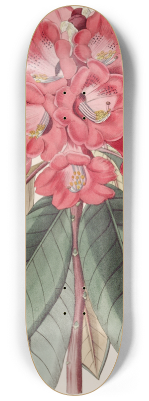 Sydenham Edwards - Rhododendron Rollissonii 8.25 inch art skate deck