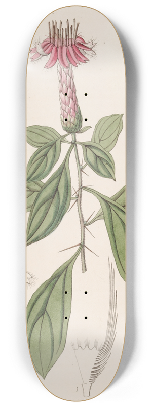 Sydenham Edwards - Rose-coloured Barnadesia 8.25 inch art skate deck