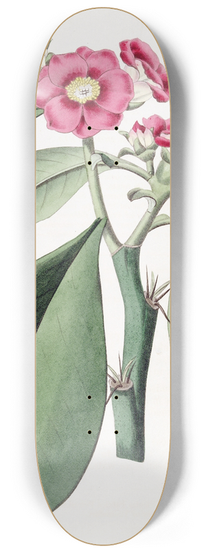 Sydenham Edwards - Rose-coloured Pereskia 8.25 inch art skate deck