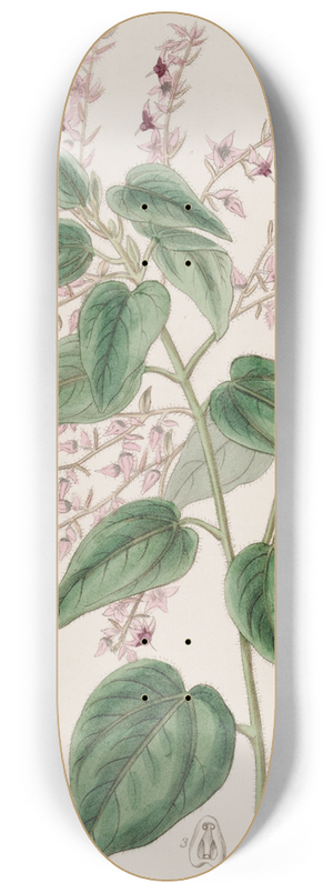 Sydenham Edwards - Rosy-armed Corethrostylis 8.25 inch art skate deck