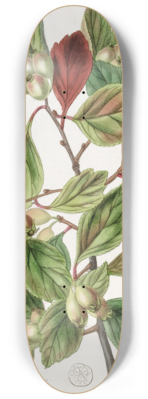 Sydenham Edwards - Rough-barked Thorn 8.25 inch art skate deck