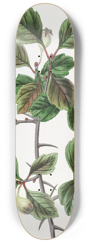 Sydenham Edwards - Rough-barked Thorn  Single-fruited variety 8.25 inch art skate deck