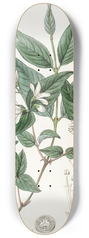 Sydenham Edwards - Rough-leaved Deutzia 8.25 inch art skate deck