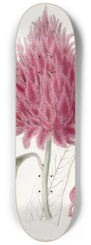 Sydenham Edwards - Scarlet Cockscomb 8.25 inch art skate deck