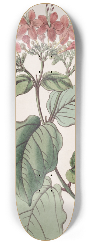 Sydenham Edwards - Scarlet Glory-tree 8.25 inch art skate deck