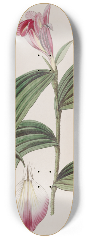 Sydenham Edwards - Sessile-flowered Sobralia 8.25 inch art skate deck