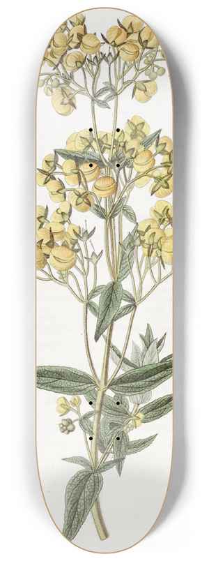 Sydenham Edwards - Sessile-leaved Calceolaria 8.25 inch art skate deck
