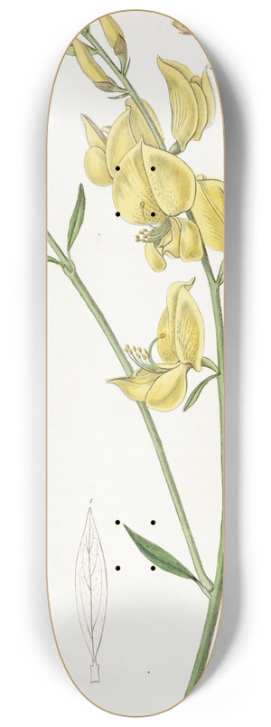Sydenham Edwards - Sharp-leaved Spanish Broom 8.25 inch art skate deck